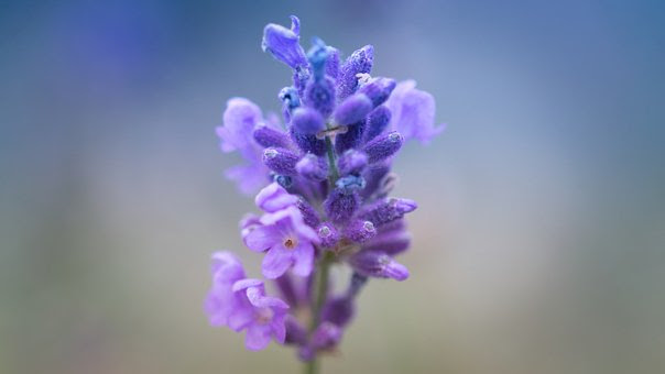 ラベンダーが枯れる原因は 復活はできるの 植物navi