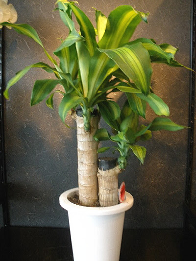観葉植物 鉢植えを飾る 部屋に潤い 花の宅配フラワーコード 幸福の木 マッサン 花屋 フラワーコード