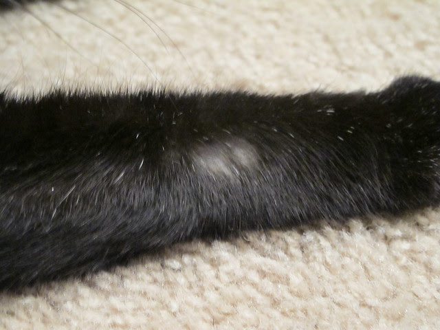Bald spot on leg | Flickr - Photo Sharing!