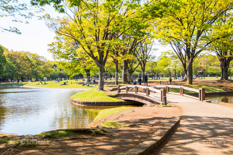 代々木公園 グラフォン無料素材