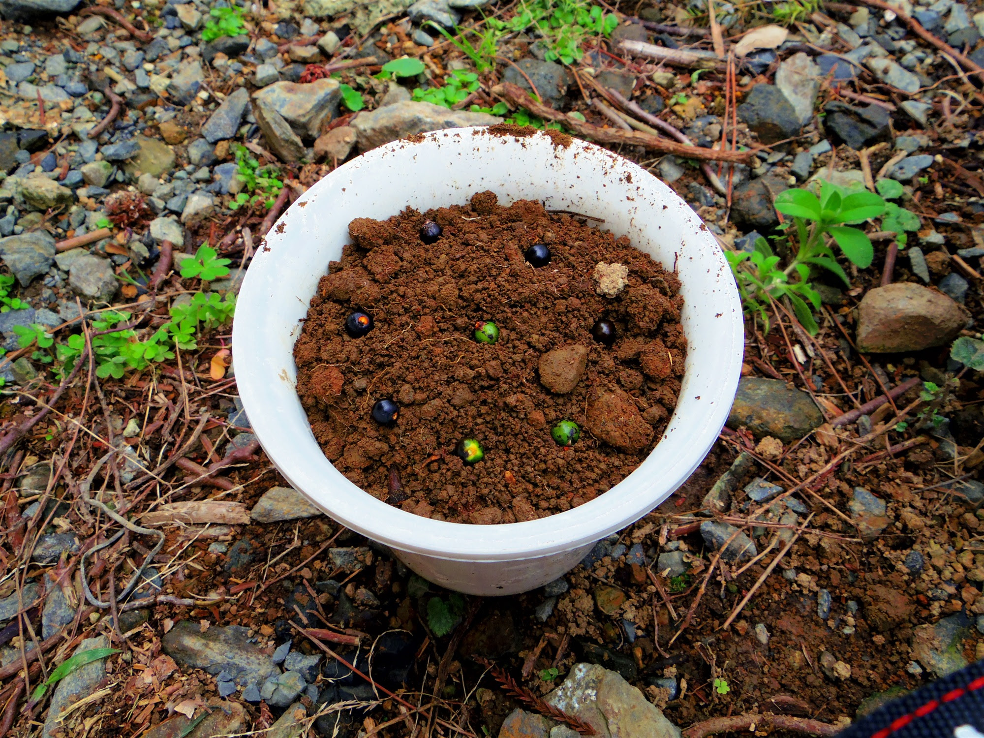 屋久島 季節の便り テーブルヤシの種を植えました