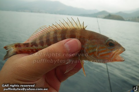 Comber - Serranus cabrilla