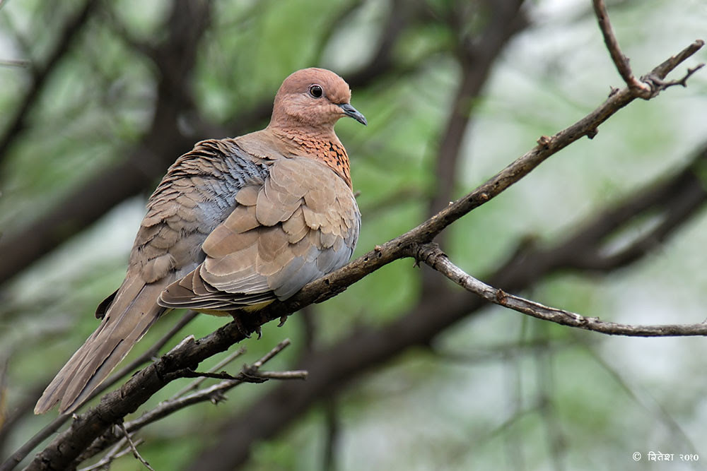 Laughing Dove