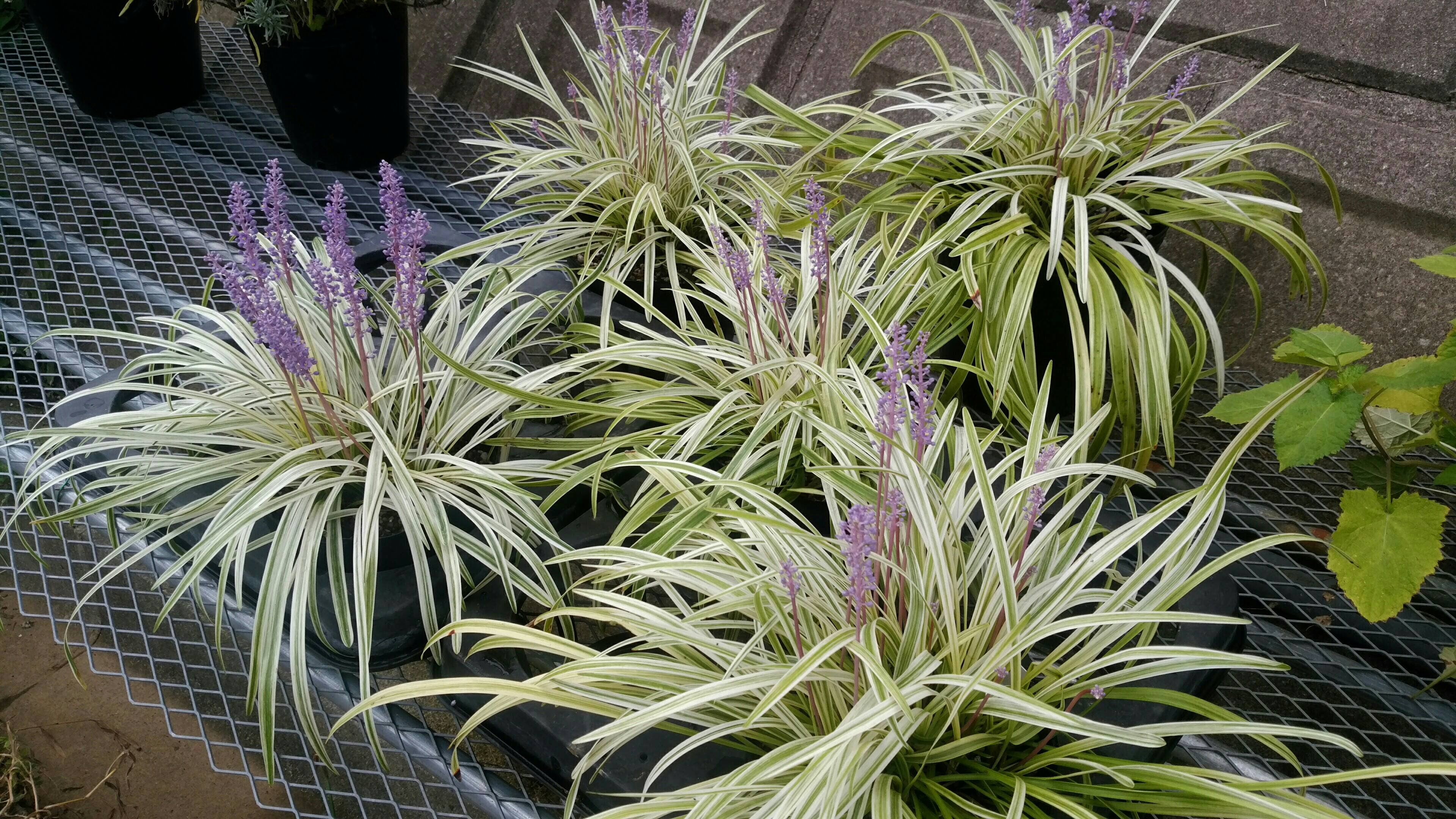 斑入りヤブラン開花 ハーブファーム富夢創野