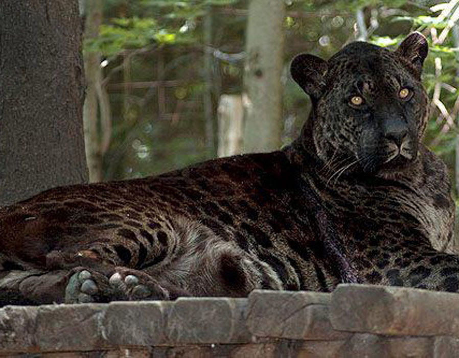Jaglion Male Jaguar Female Lion Strange hybrid Jaglion Male Jaguar Female Lion Strange hybrid