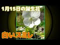 コレクション 1月15日 誕生花 191491-1月15日 誕生花 コデマリ