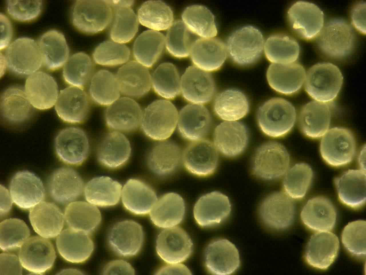 スギ花粉 花粉のかたち