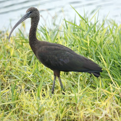 Glossy Ibis
