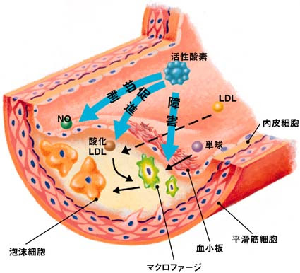 喫煙と循環器病 禁煙のすすめ ハートニュース 心日本心臓財団刊行物 公益財団法人 日本心臓財団