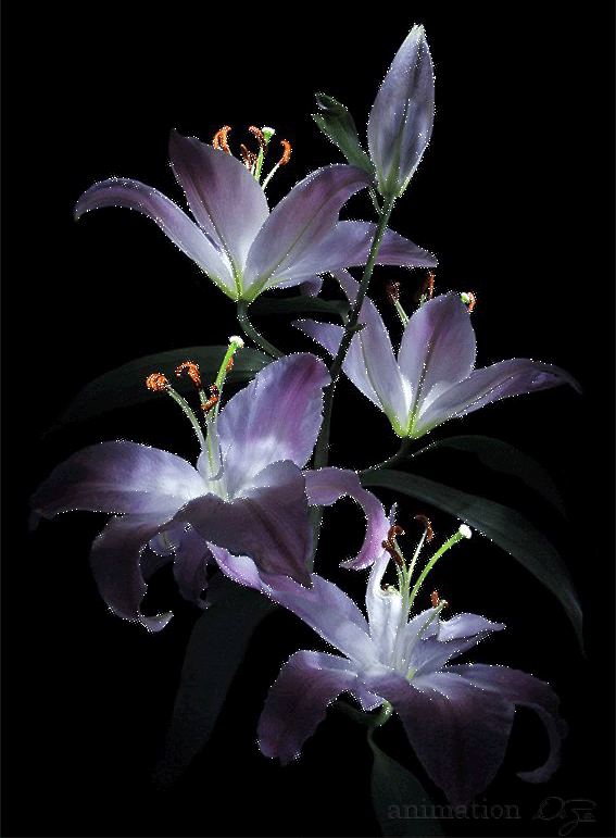 gif wallpaper hd flower