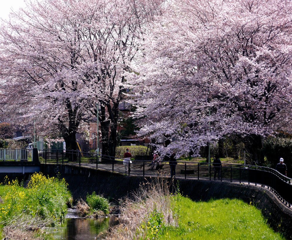 桜が咲いた 東久留米みてある記