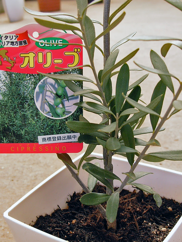 オリーブの木 品種の特徴 解説