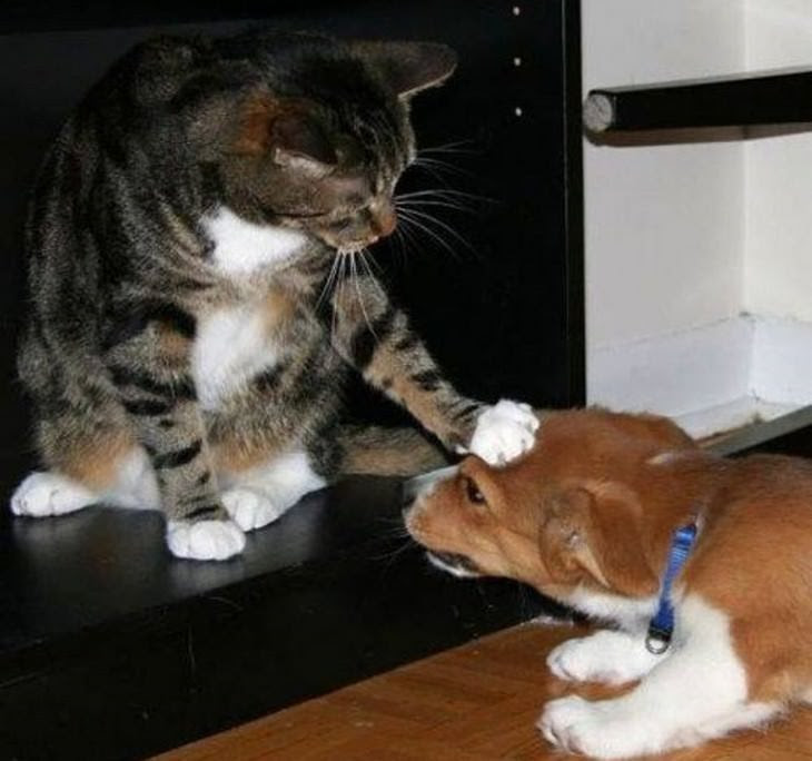 22 fotos que provam a dominância dos gatos sobre os cães