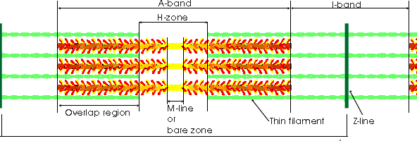 1. The sarcomere