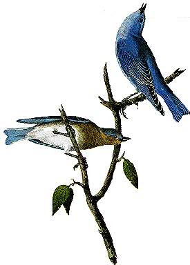 Arctic Blue-Bird
