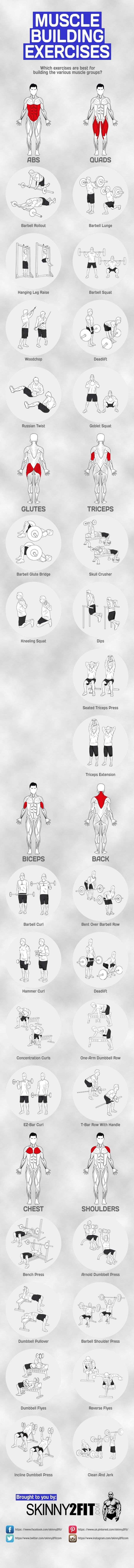 Muscle Building Exercises