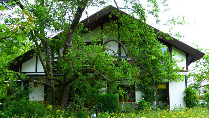 7 Jenis Pohon  Peneduh untuk  Taman  Minimalis  dan Halaman Kecil