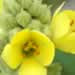 Mullein