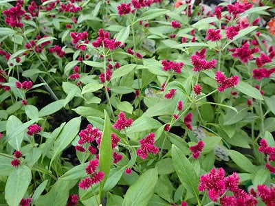 さあ 秋の始まりです 花伝 多肉植物 バラ 宿根草 Etc