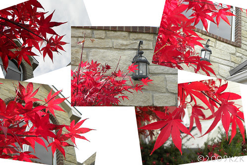 JapaneseMapleLeafCollage