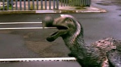 02 Dodo
