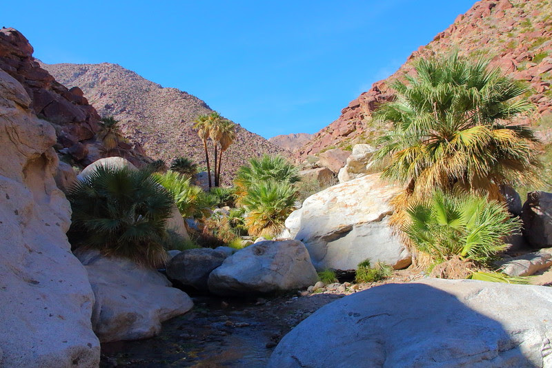 IMG_2179  Borrego Palm Canyon, Anza-Borrego Desert State Park