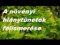 A vízinövények tápanyaghiányainak a felismerése