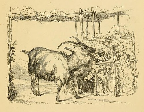 Hircus et Vitis