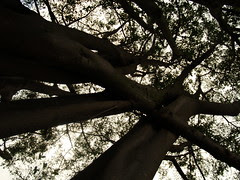 Better than tree top walk