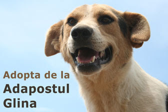 Adopta de la adapostul Glina