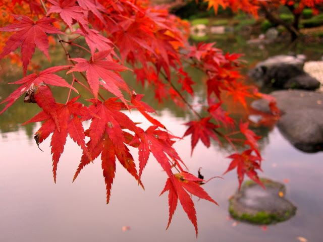 世界遺産日光の紅葉の見頃や数あるライトアップの中でも選りすぐりの名所はここだ