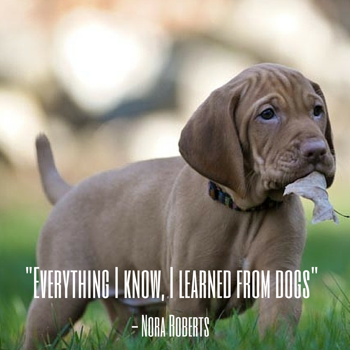 dog quote roberts