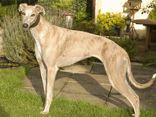 Greyhound 犬種