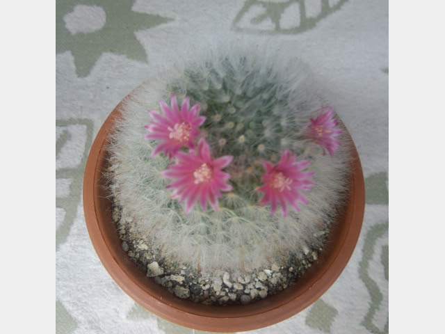 最近のサボテン サボテン 旅 愛地球博へ