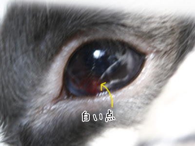 Category 病気 Papachiさんの威風堂々