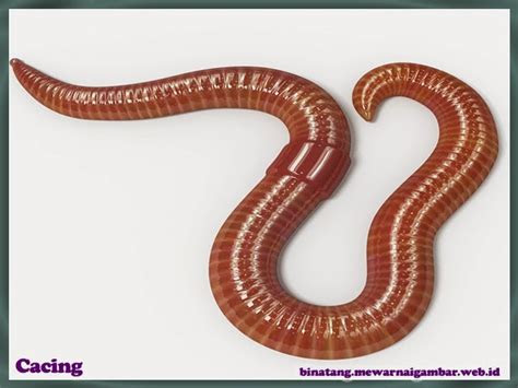 daftar nama binatang herbivora nama gambar binatang