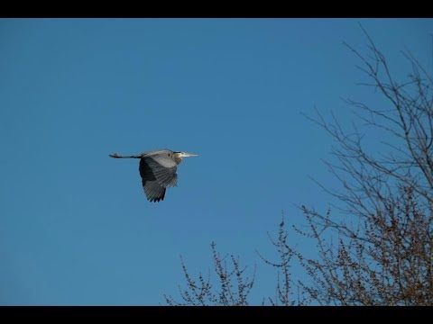 Relaxing spring birds loop with new jersey Nature Sound effects白噪音|睡眠舒緩|放鬆壓力WhiteNoise