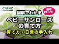 √画像をダウンロード ベビー サン 214796-ベビー サンダル 水遊び