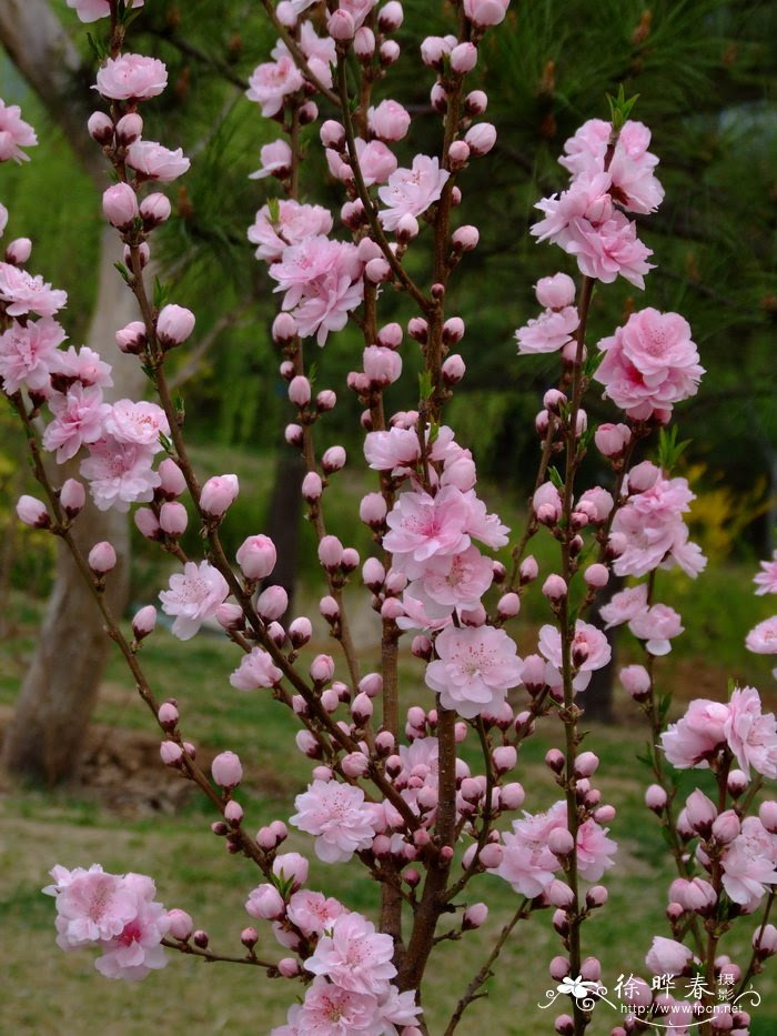 照手姬桃花amygdalus Persica Terutemhime 花卉图片网