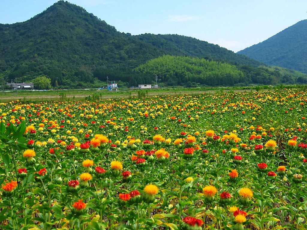 紅花 ベニバナ の花 浦部紅花まつり 壁紙写真集 無料写真素材