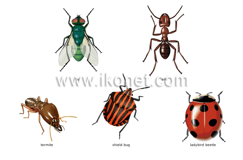 animal kingdom > insects and arachnids > examples of insects image - Visual  Dictionary