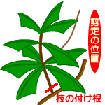 カルミアの育て方 ヤサシイエンゲイ