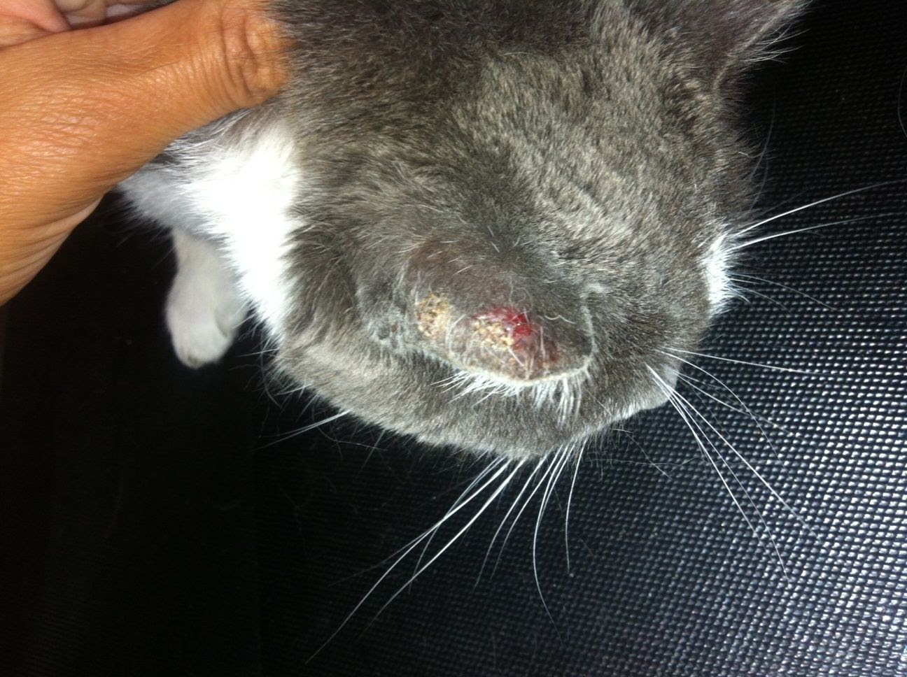Mon Chat Perd Ses Poils Vetocourtiade