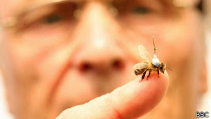 Abeja con antena