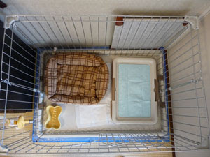 トイプードルの飼い方 しつけ方 体験記 家へ迎えるための準備 買わなければならない物