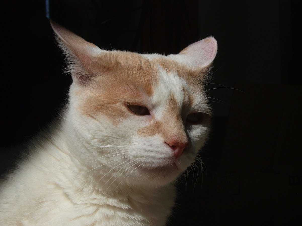 unimpressed cat