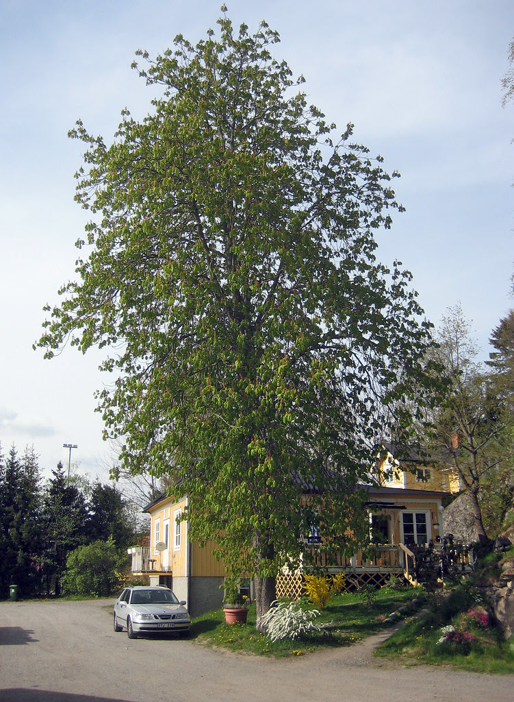 My Grandfathers Tree