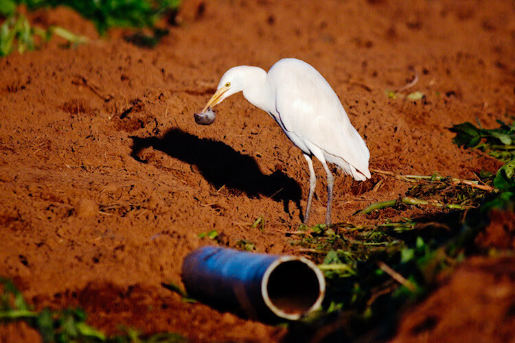 5 Easy Ways to Drastically Improve Your Photographs for Beginners