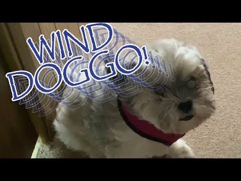 The Wind Doggo!