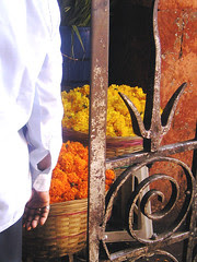 Marigolds
